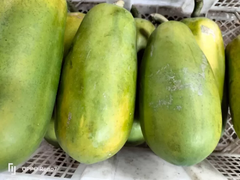 Pepaya